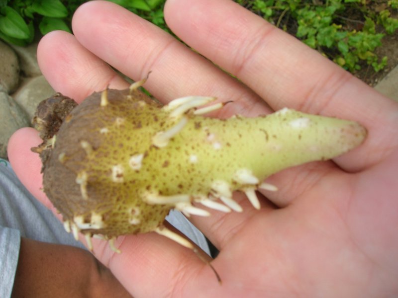 Water Yam photo 6