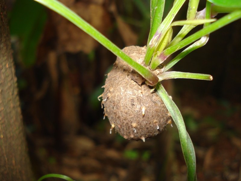 Water Yam photo 7