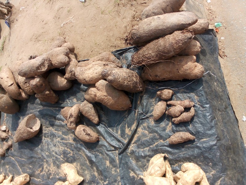 Water Yam photo 8