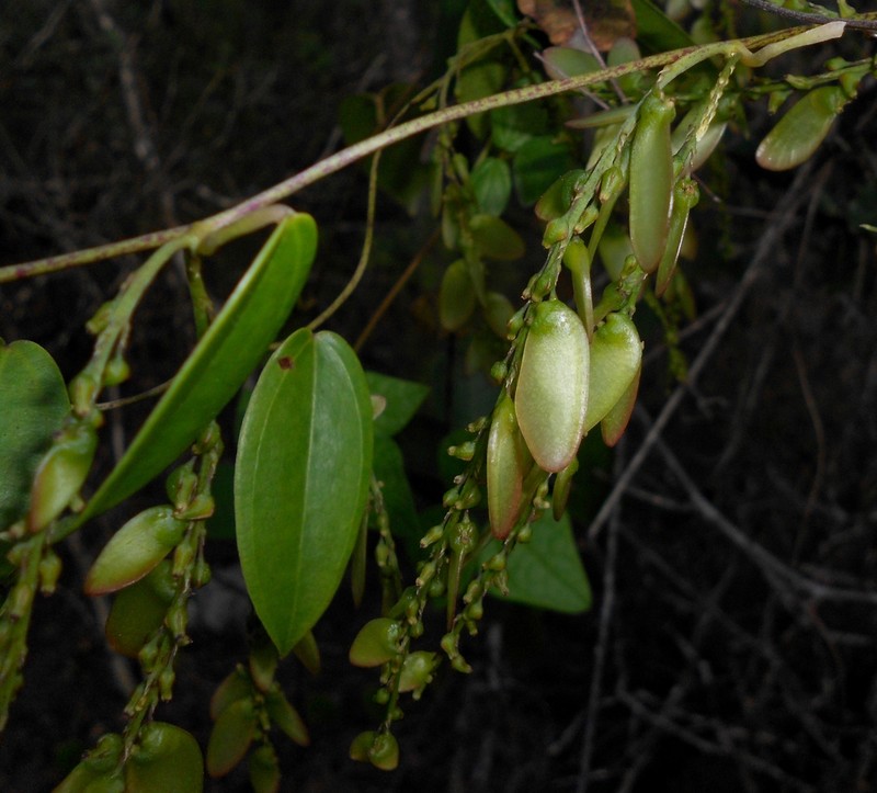 Dioscorea baracoensis