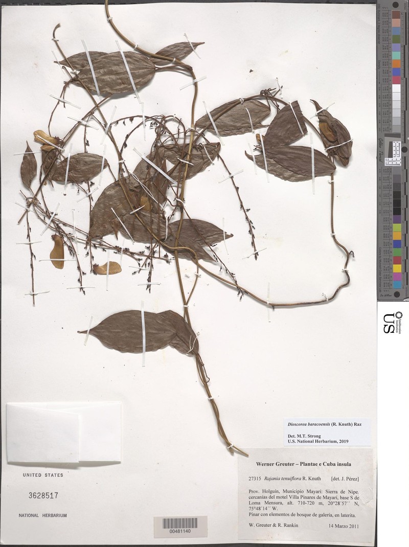 Dioscorea baracoensis photo 2