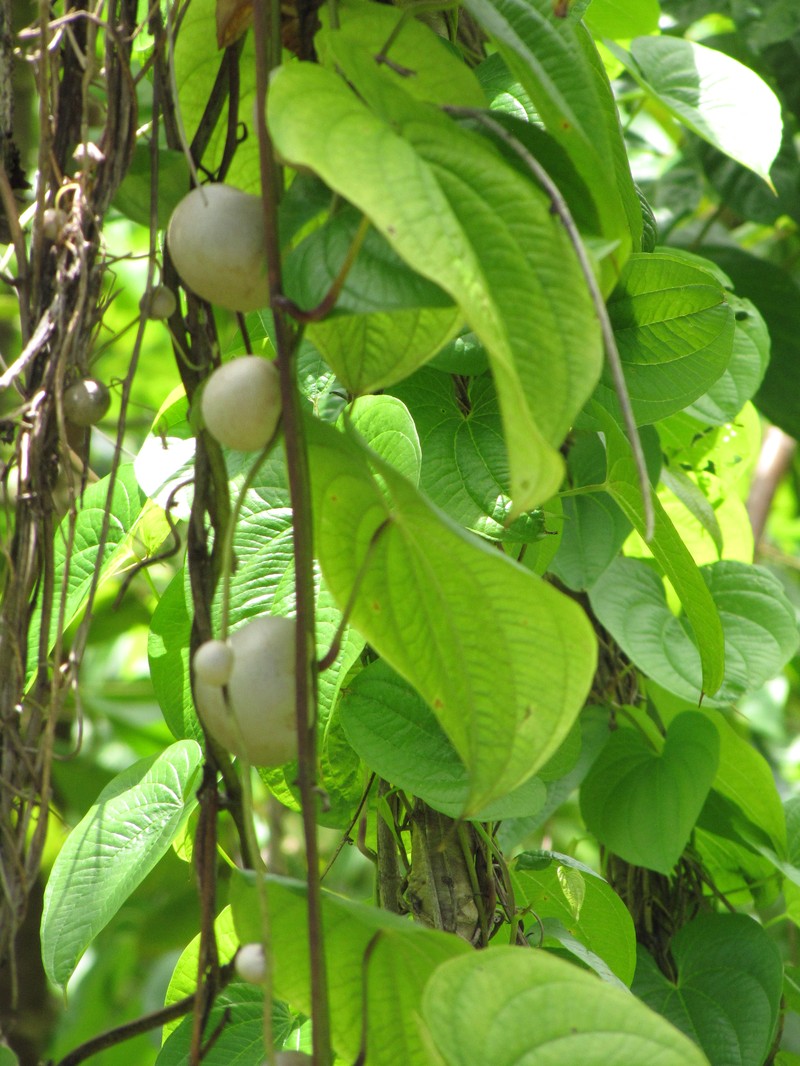 Air Yam photo 4