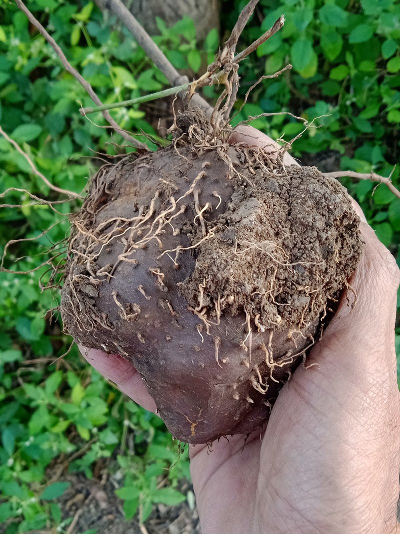 Air Yam photo 5