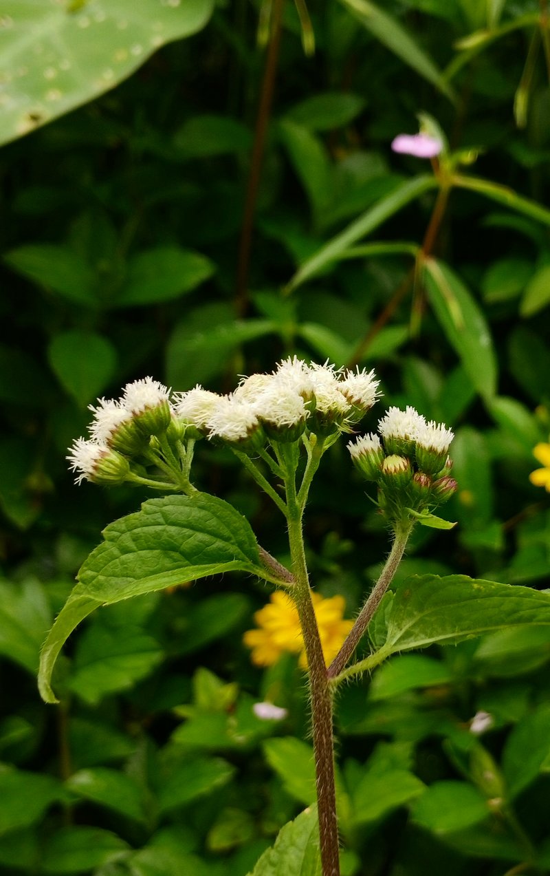Air Yam photo 7