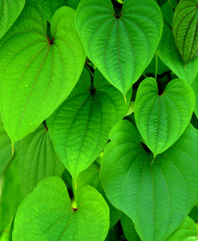 Air Yam photo 8