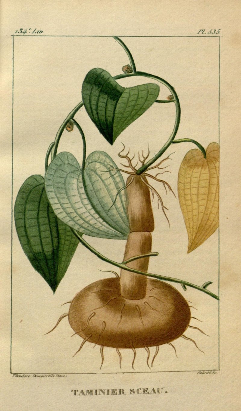 Yellow Guinea Yam photo 2