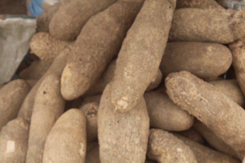Yellow Guinea Yam photo 4
