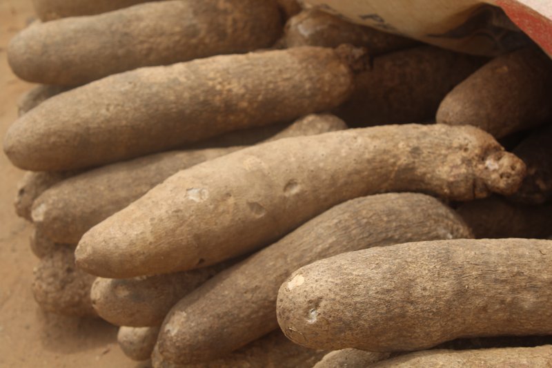 Yellow Guinea Yam photo 5