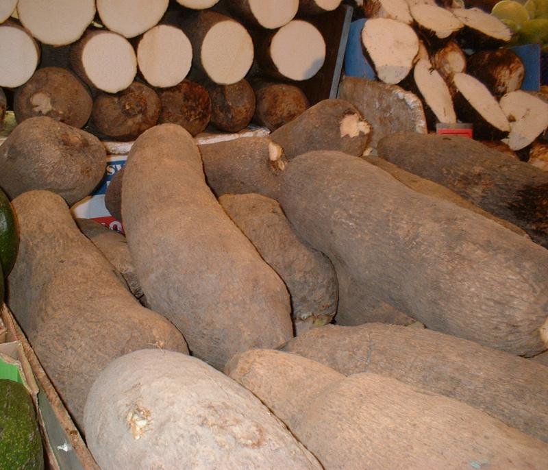 Yellow Guinea Yam photo 7