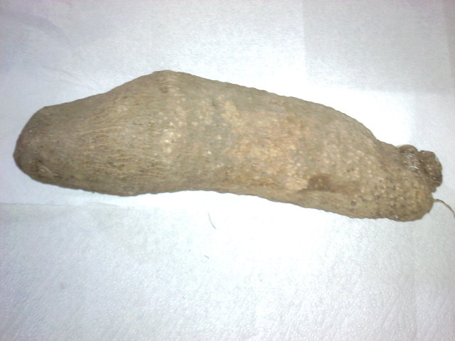 Guinea Yam