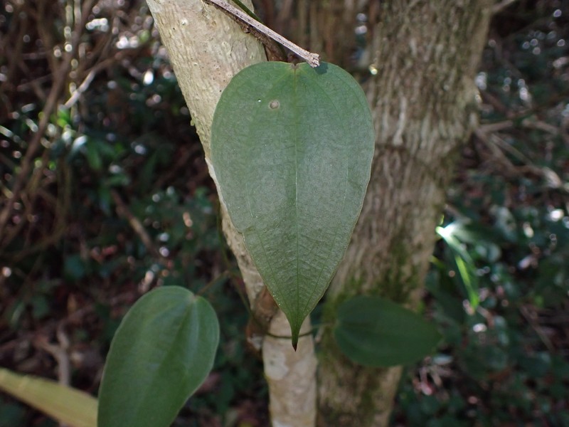 Guinea Yam