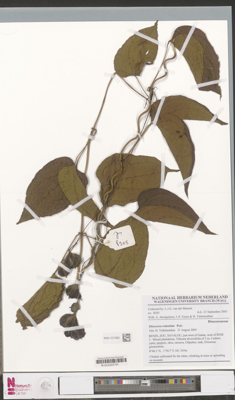 Guinea Yam photo 2