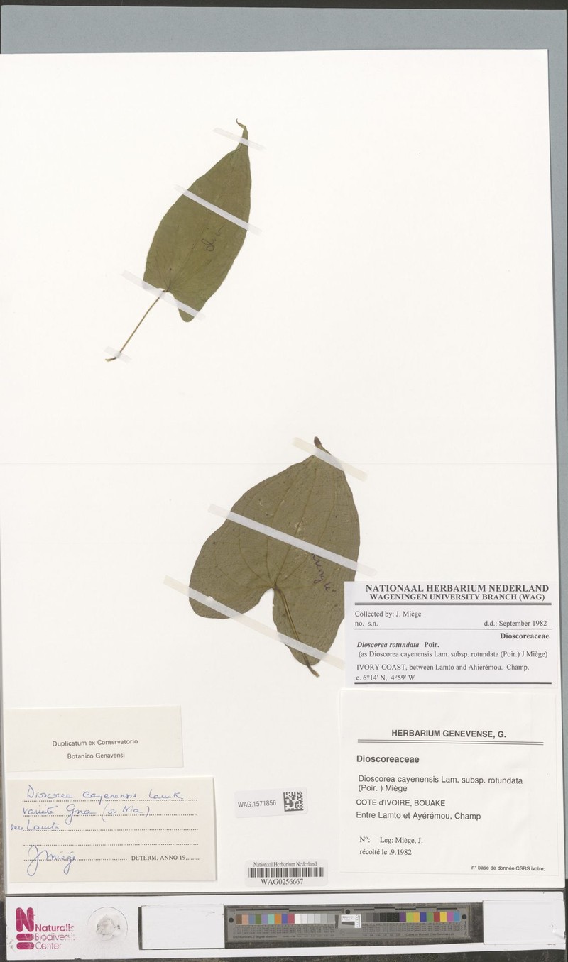 Guinea Yam photo 3