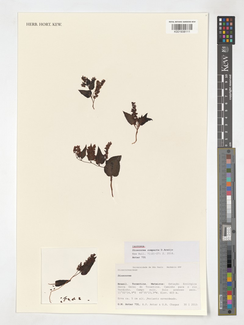 Dioscorea compacta