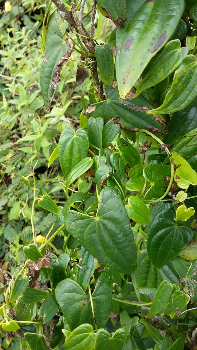 Himber photo 7