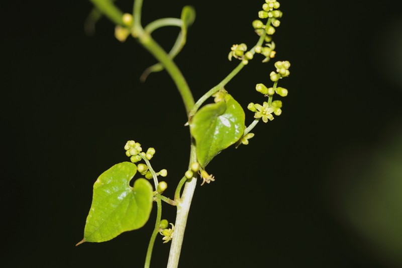 Dioscorea cretica photo 2