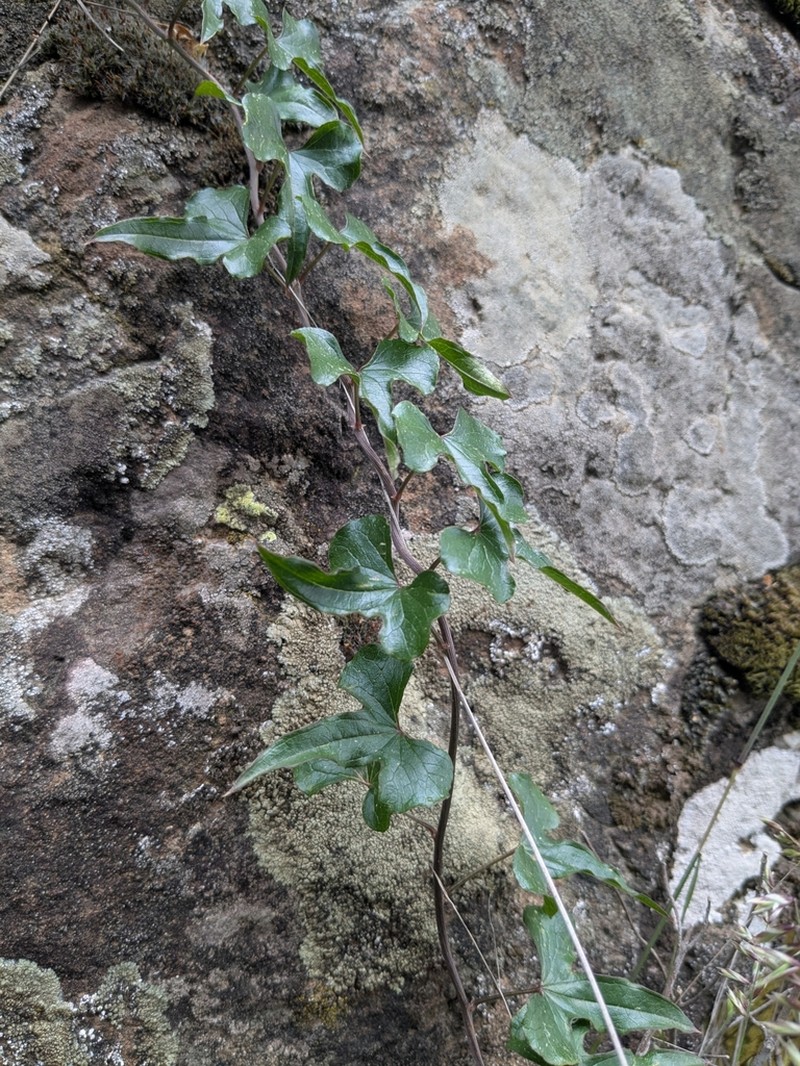 Dioscorea cretica photo 3