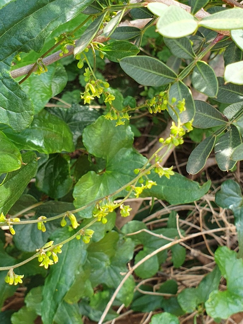 Dioscorea cretica photo 4