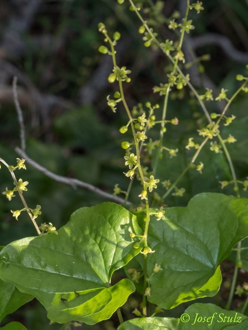 Dioscorea cretica photo 7