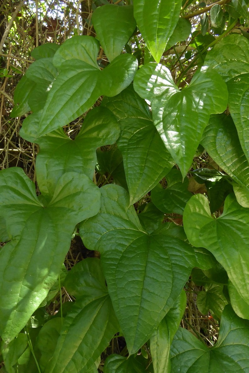 Dioscorea cretica photo 8