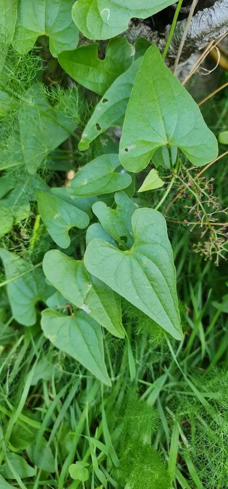 Dioscorea edulis