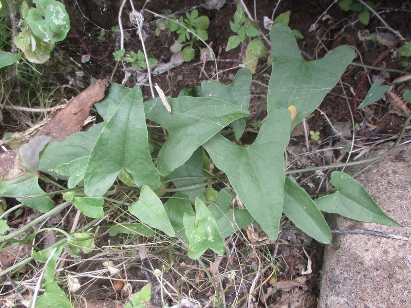 Dioscorea edulis photo 2