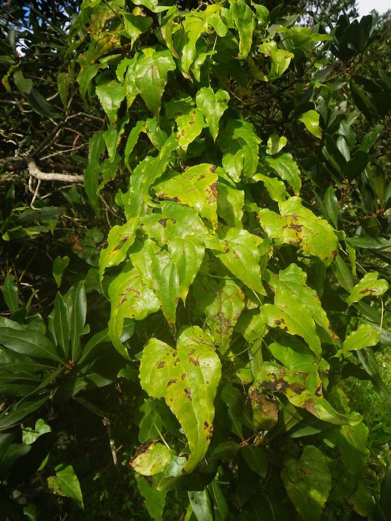 Dioscorea edulis photo 3