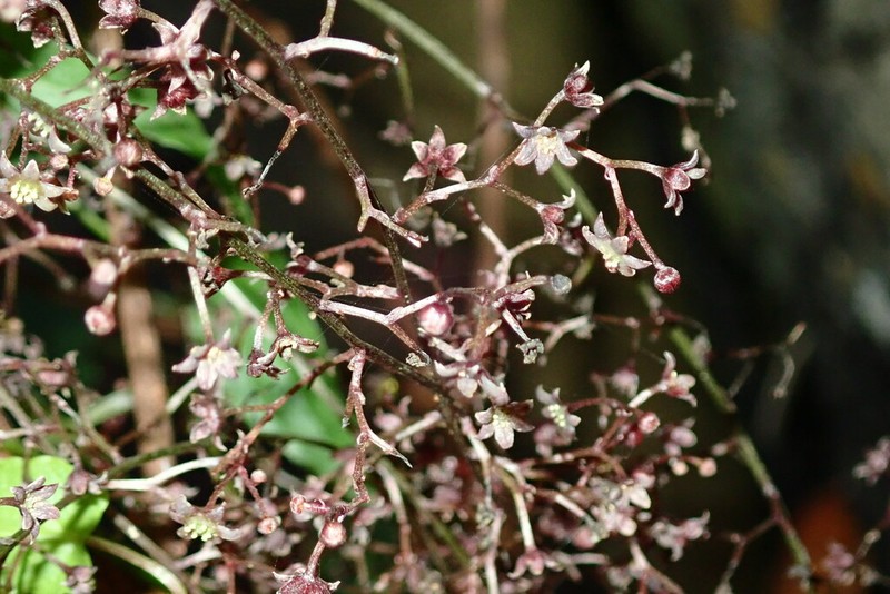 Dioscorea edulis photo 4