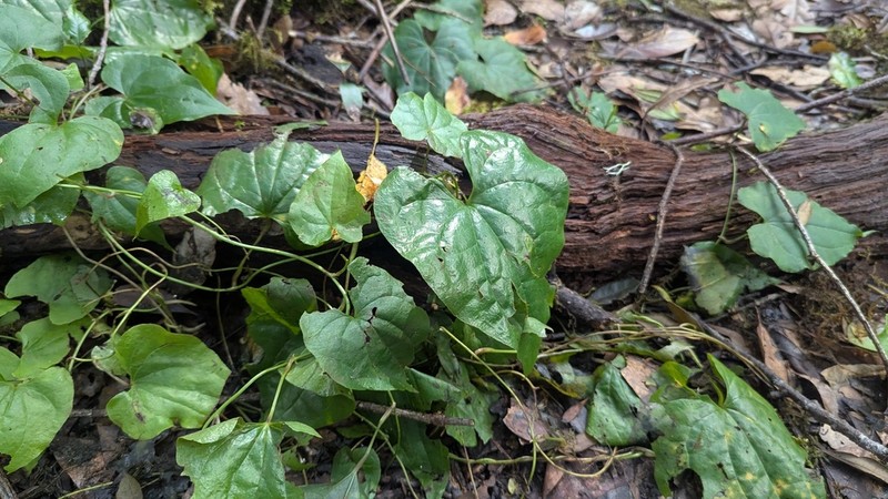Dioscorea edulis photo 5