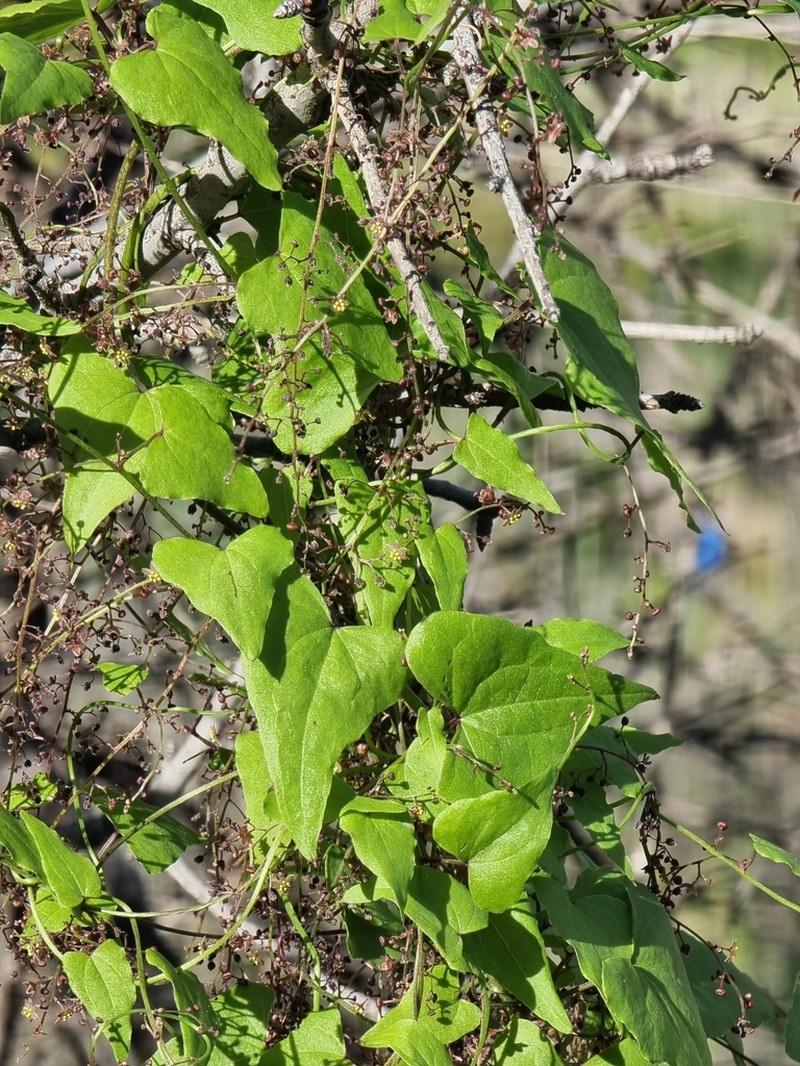 Dioscorea edulis photo 6