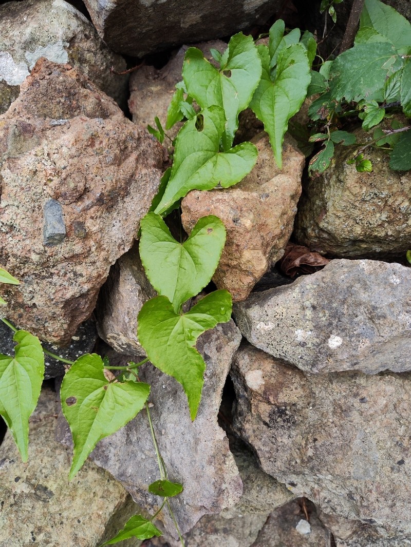 Dioscorea edulis photo 7