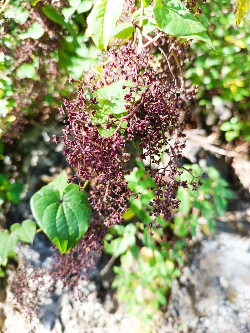 Dioscorea edulis photo 8