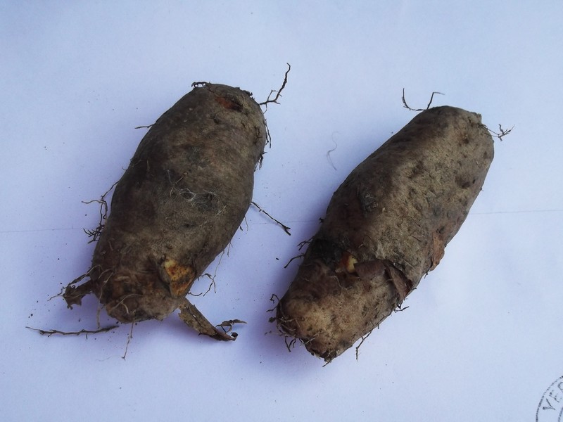 Lesser Yam photo 4