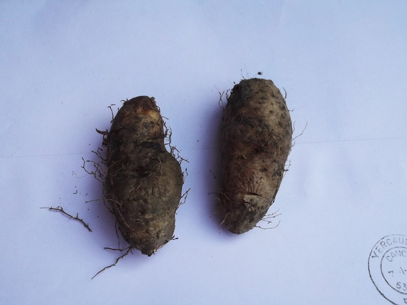 Lesser Yam photo 5
