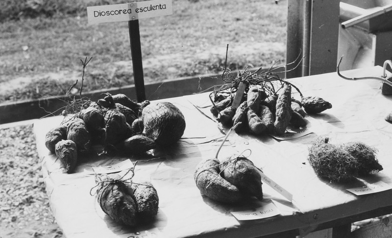 Lesser Yam photo 2