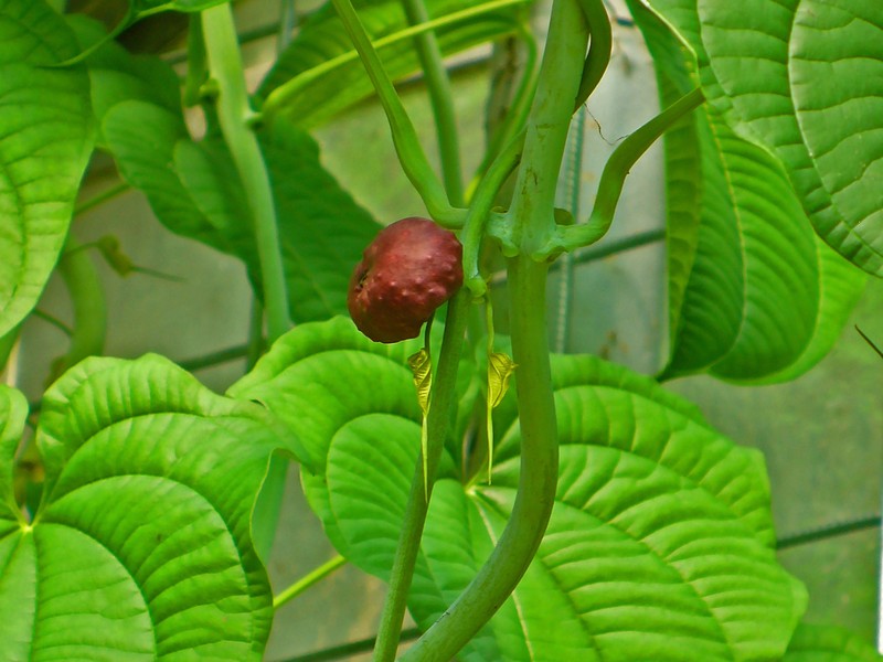 Lesser Yam photo 3