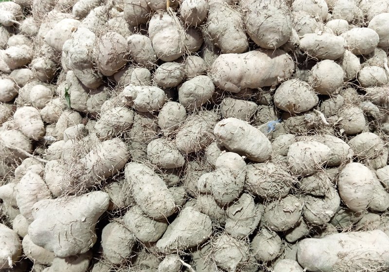 Lesser Yam photo 6