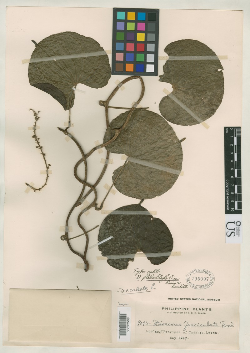 Fanleaf Yam photo 2