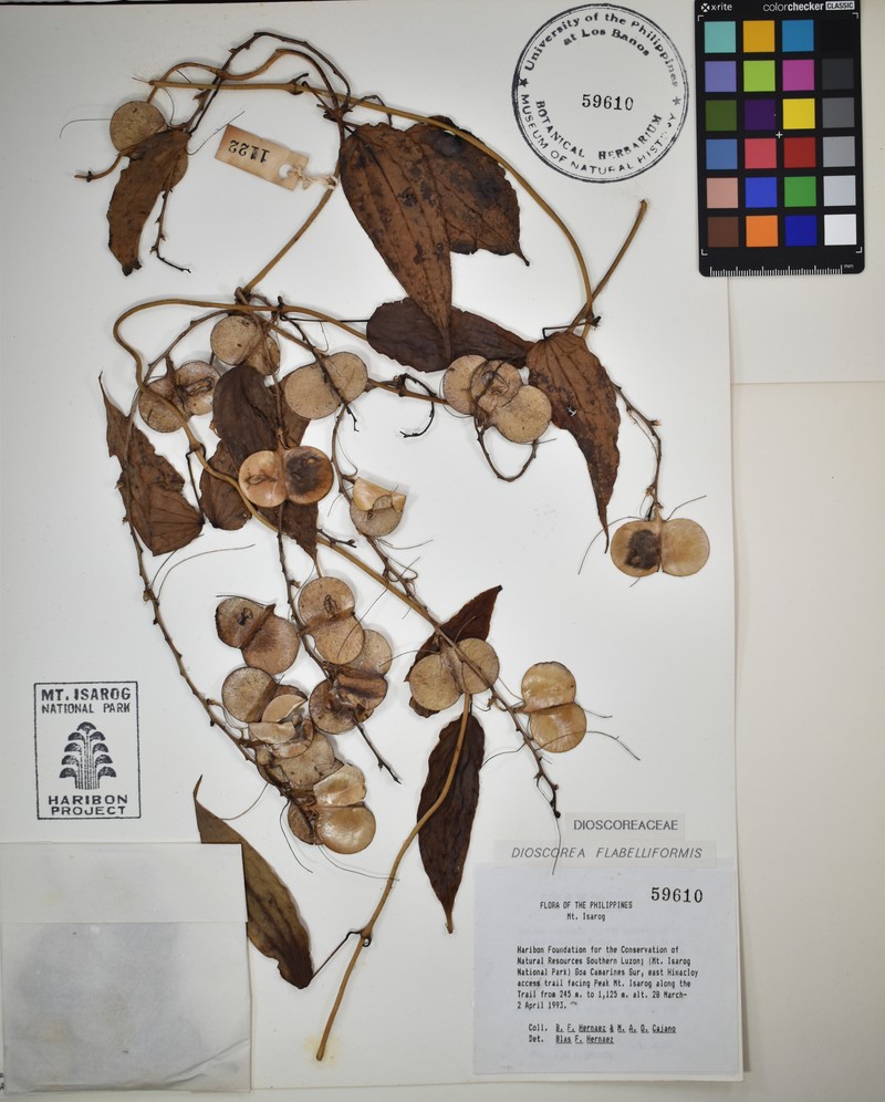 Fanleaf Yam photo 4