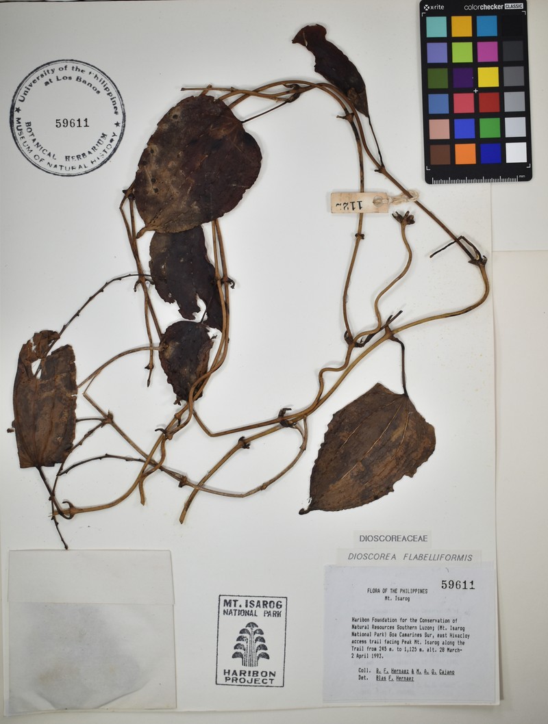 Fanleaf Yam photo 5