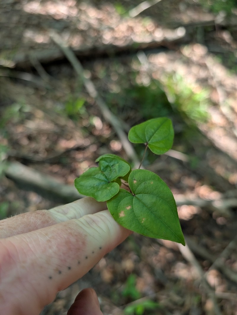 Florida Yam
