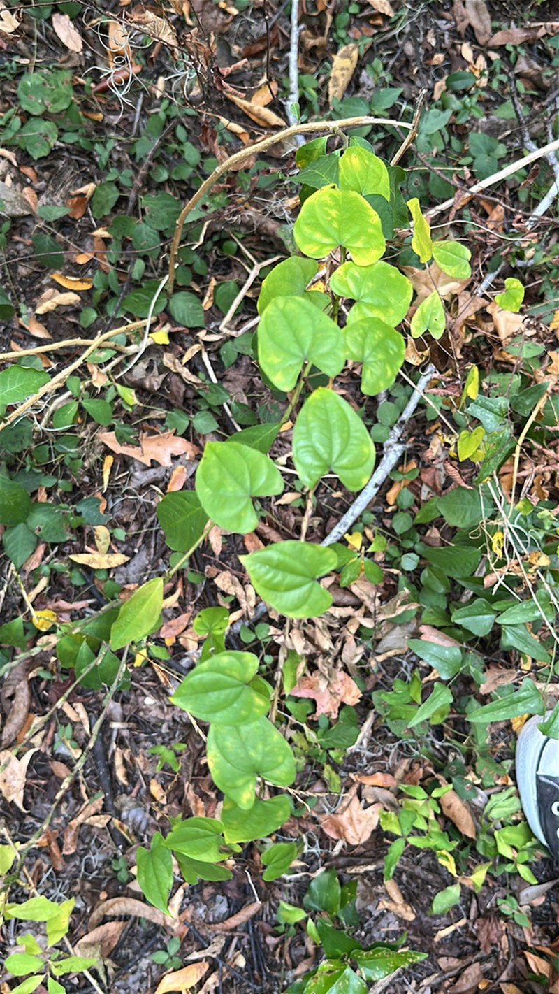 Florida Yam photo 2