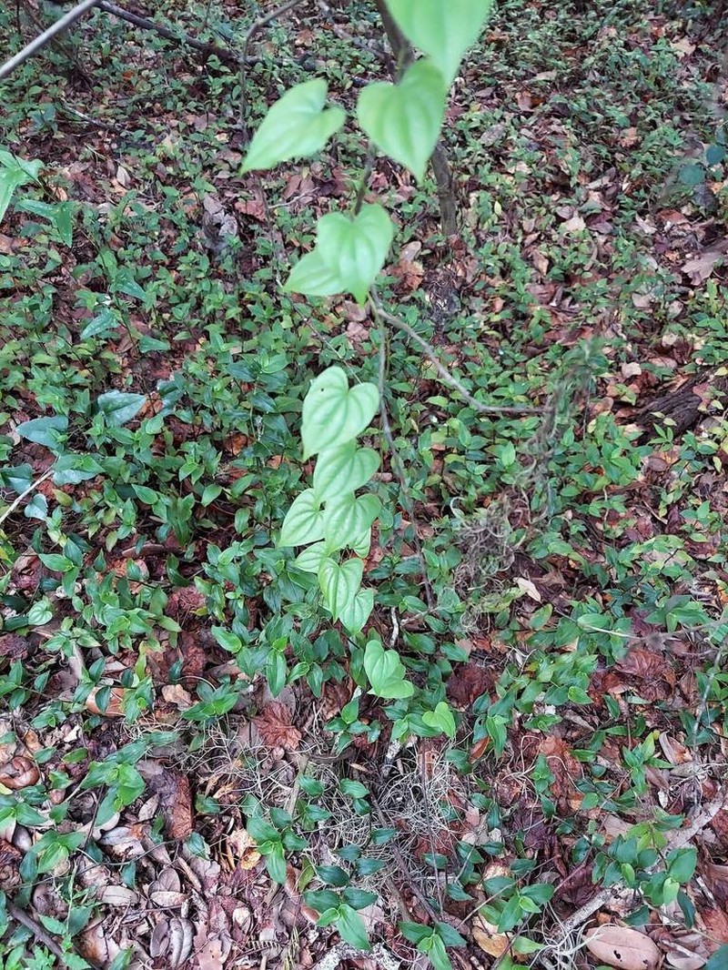 Florida Yam photo 4