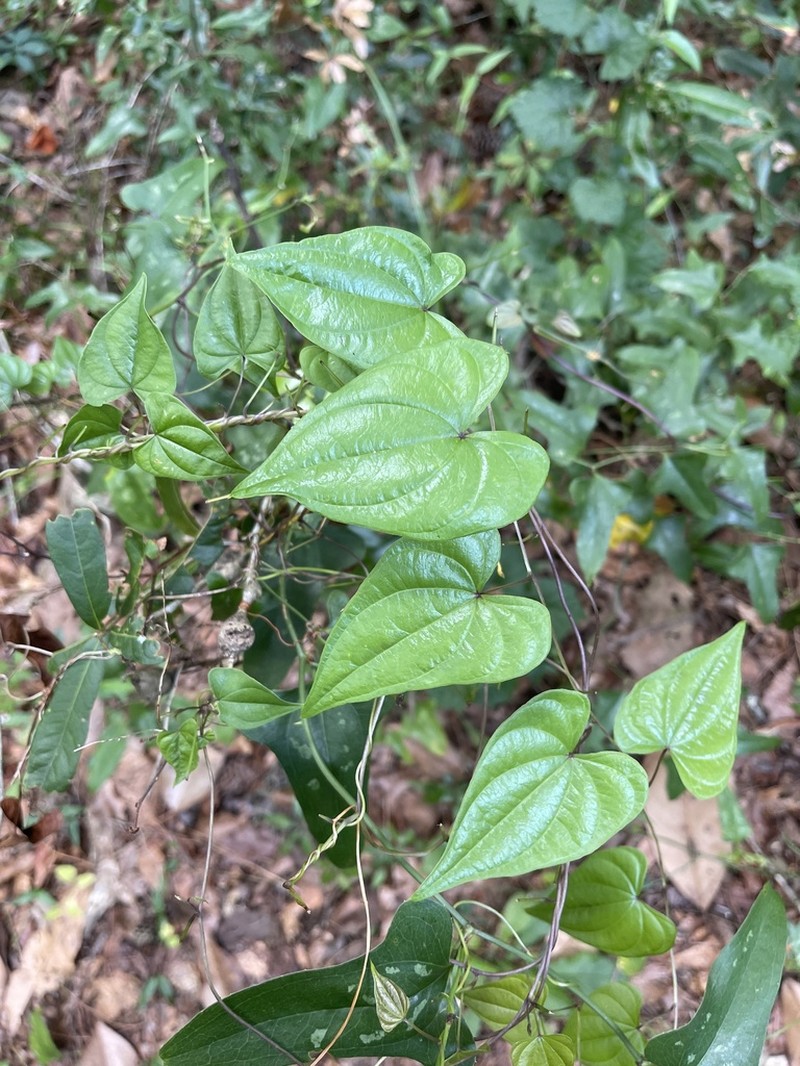 Florida Yam photo 6