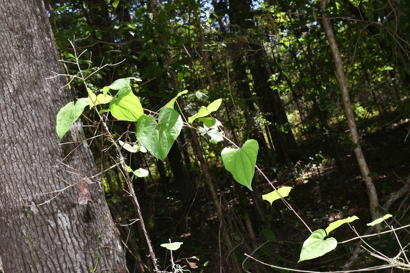 Florida Yam photo 8