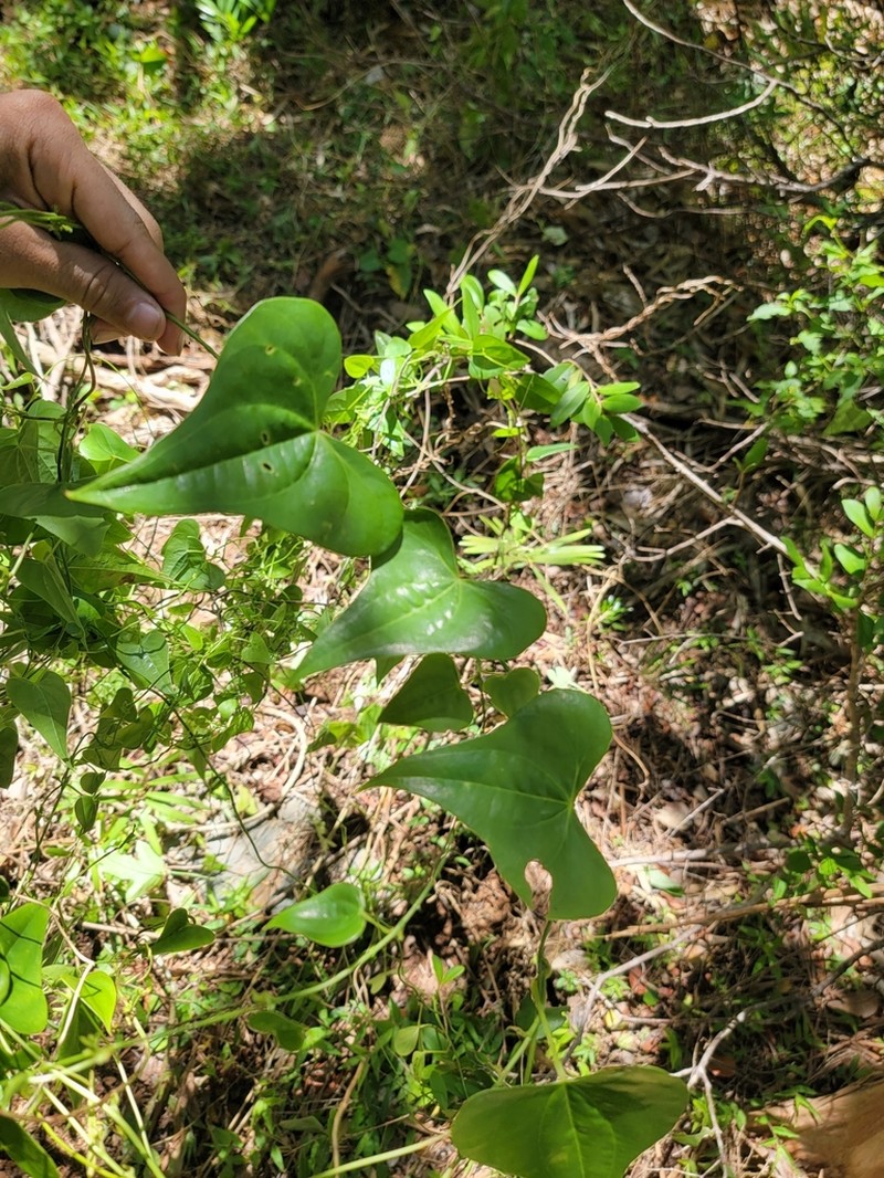 Dioscorea hyalinomarginata