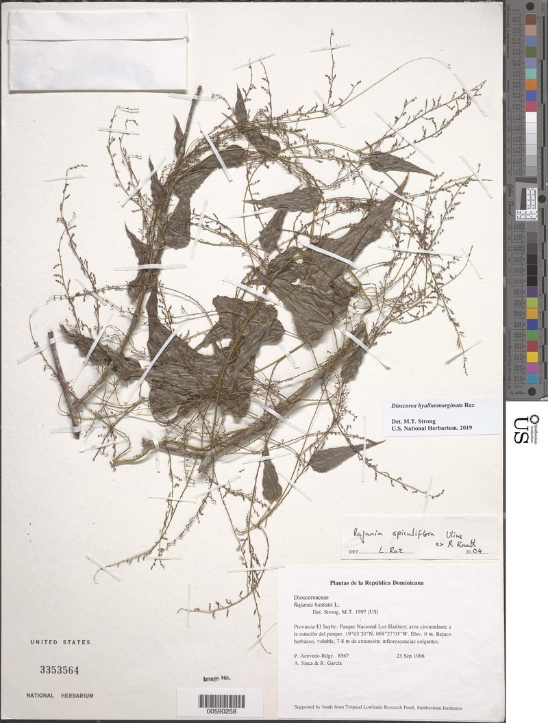 Dioscorea hyalinomarginata photo 2