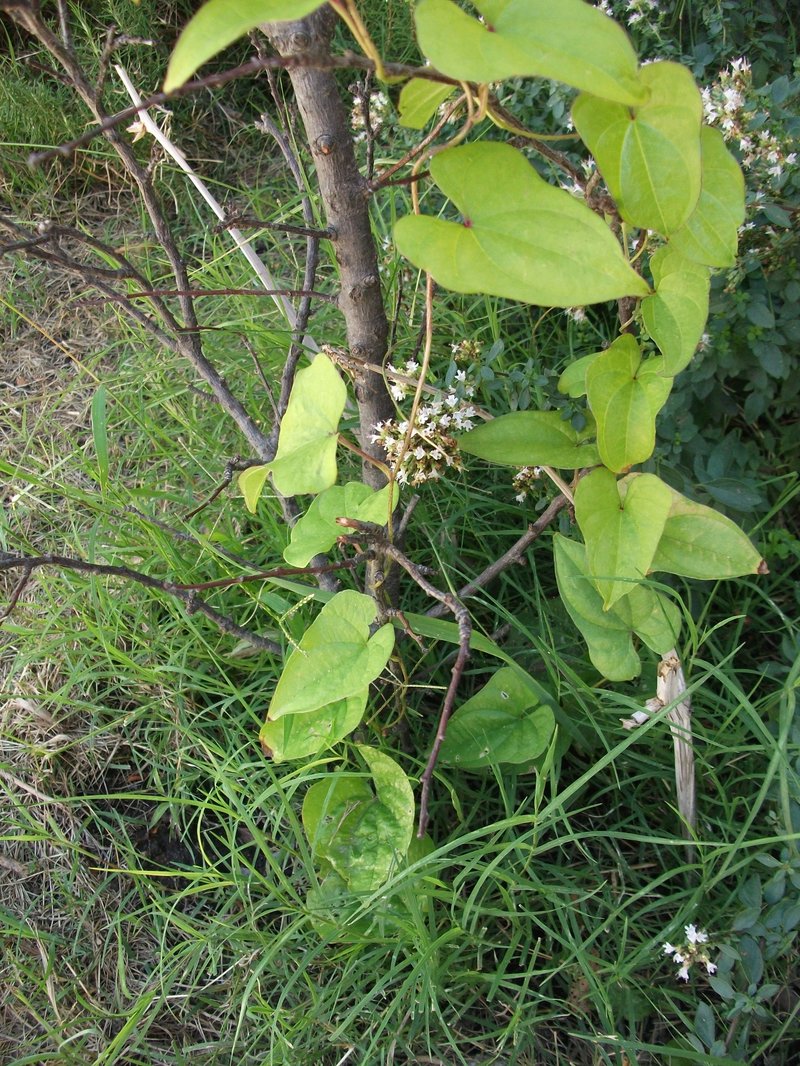 Japanese Yam