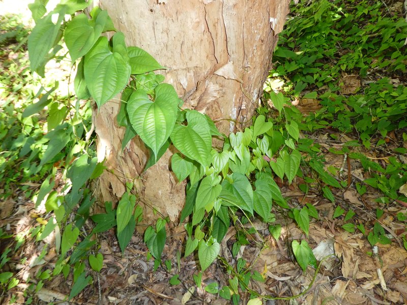 Dioscorea latifolia