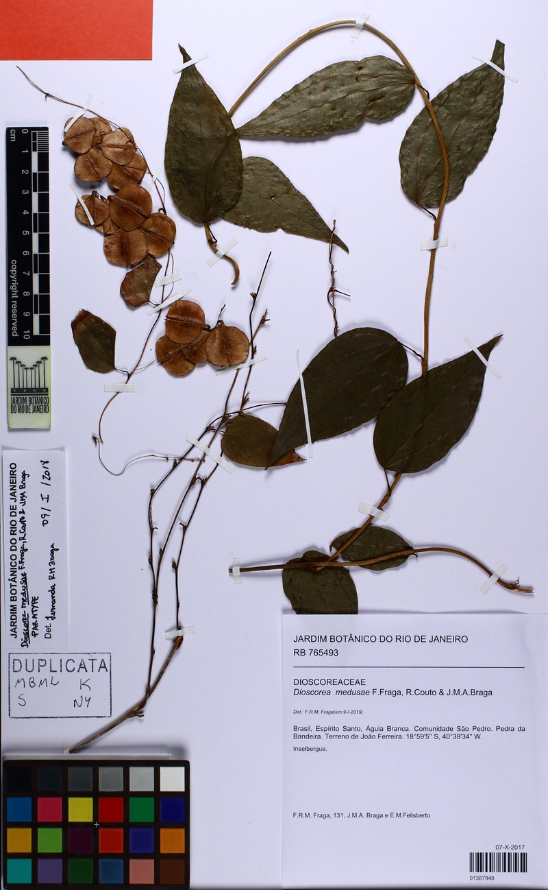 Dioscorea medusae